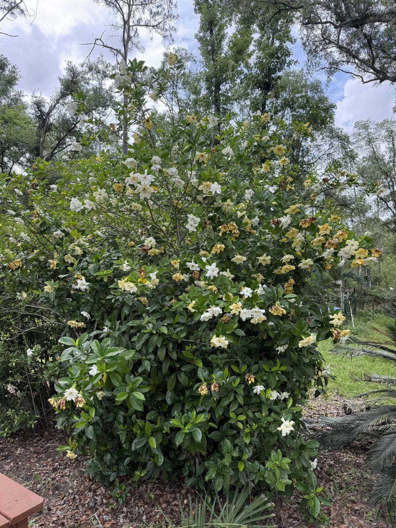 0000 NE Chervil Drive , Lee, FL 32059 Photo