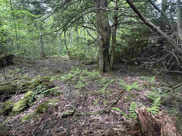 Lot 7 Tuscan Ridge Road, Davis, WV 26260
