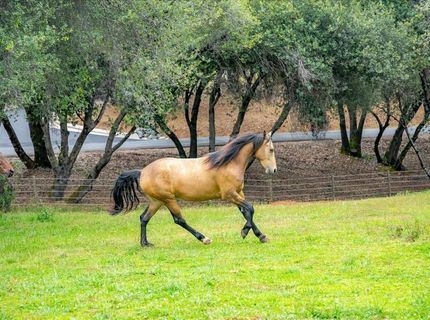 10 Acres Hollow Ln, Greenwood, CA 95635 Photo