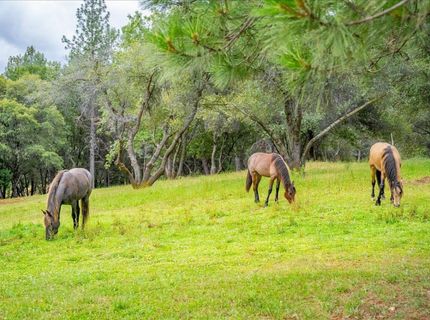 10 Acres Hollow Ln, Greenwood, CA 95635 Photo