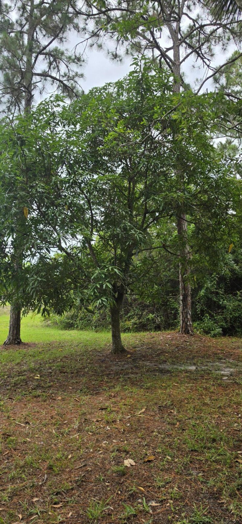 15779 77th Place N, Loxahatchee, FL 33470 Photo
