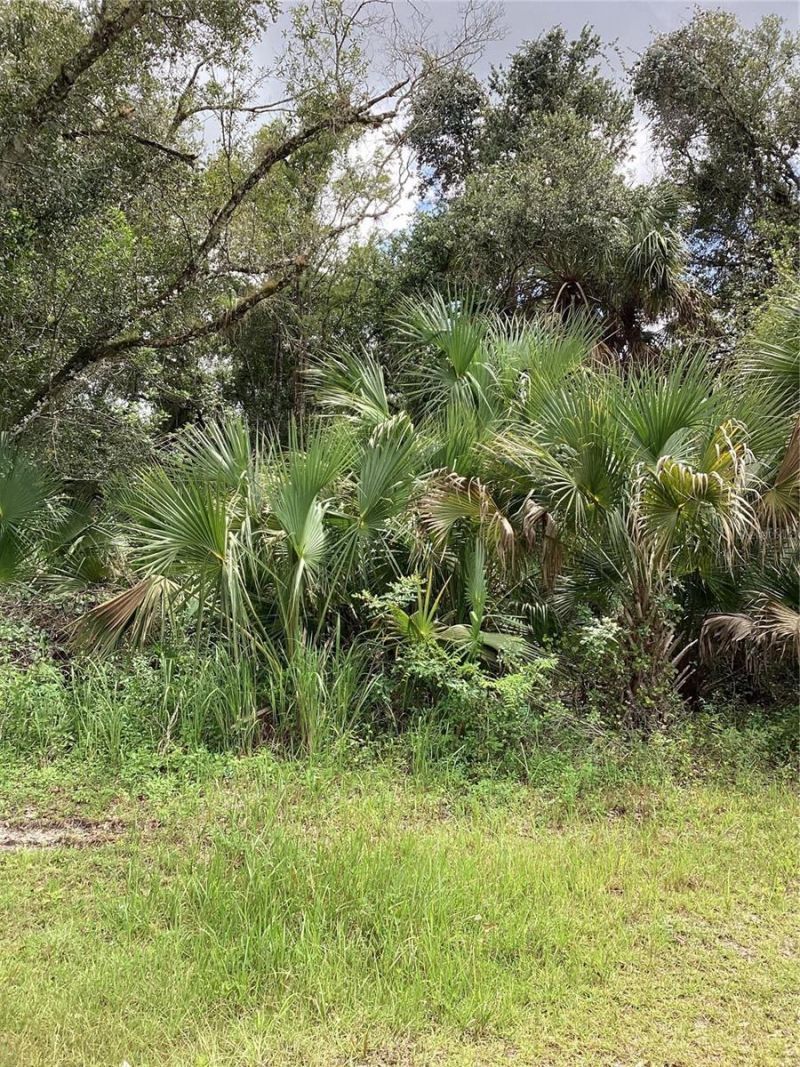 March Lane, Labelle, FL 33935 Photo