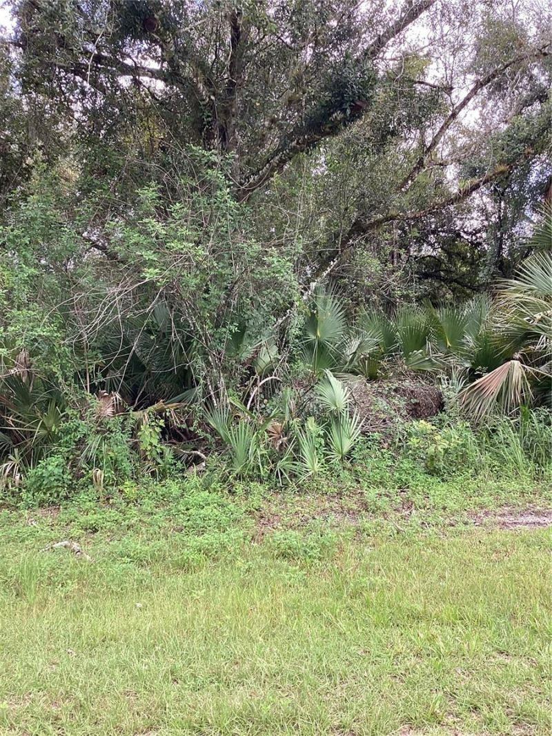 March Lane, Labelle, FL 33935 Photo