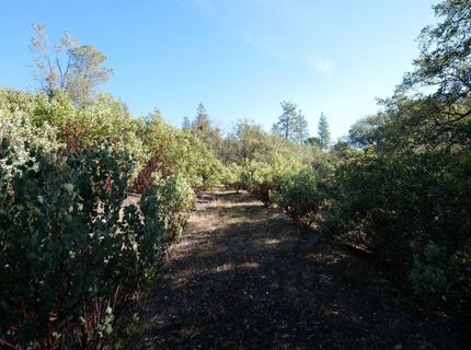 Sutter Highlands Dr., Sutter Creek, CA 95685 Photo
