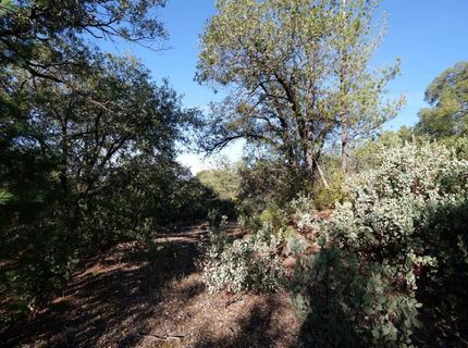 Sutter Highlands Dr., Sutter Creek, CA 95685 Photo
