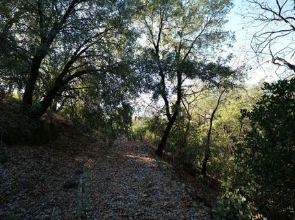 Sutter Highlands Dr., Sutter Creek, CA 95685 Photo