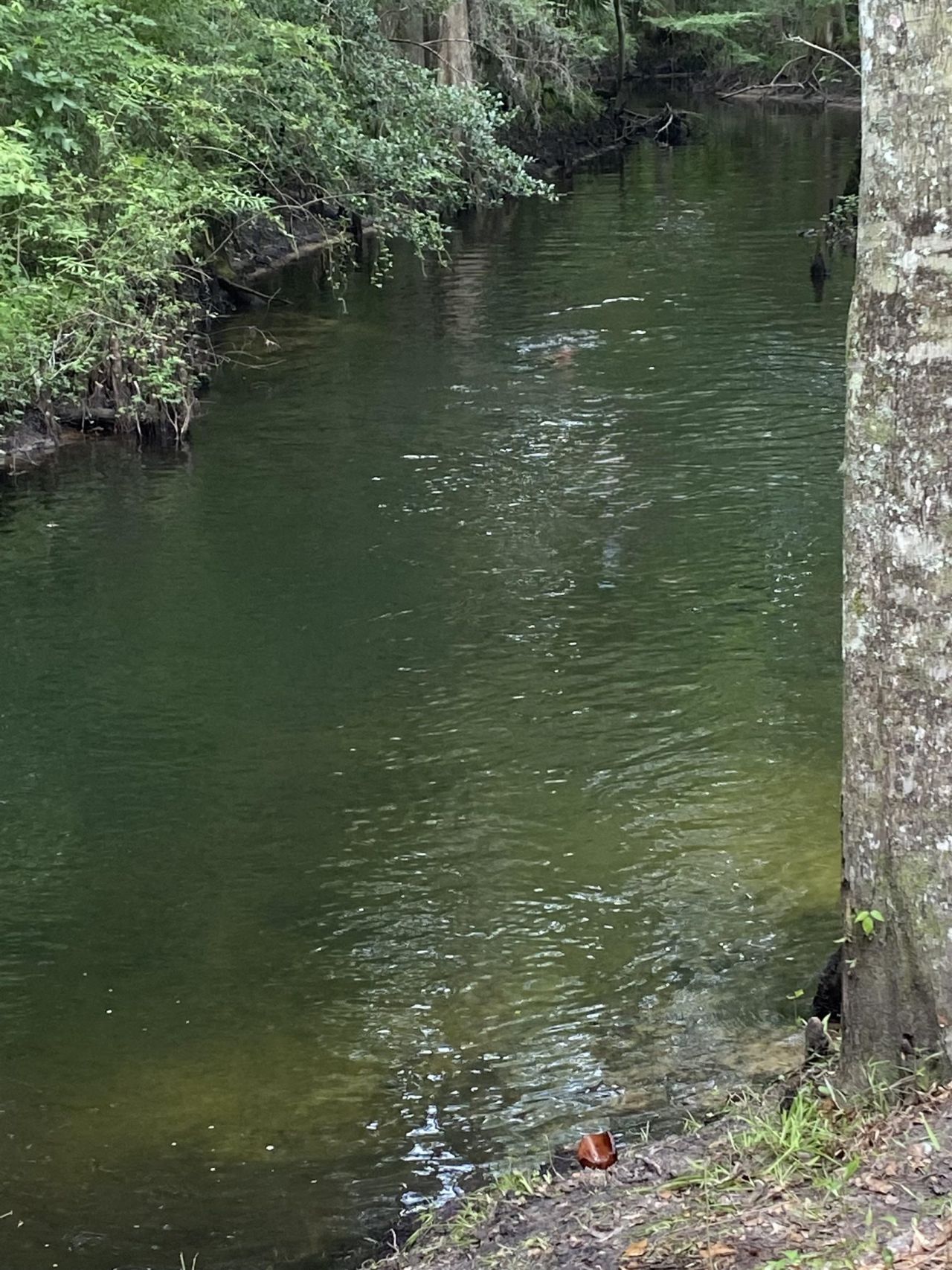 2878 W Us 98, Perry, FL 32347 Photo
