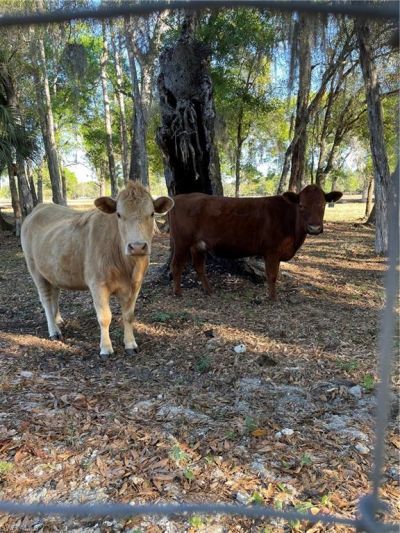 1220 A Rd , Labelle, FL 33935 Photo