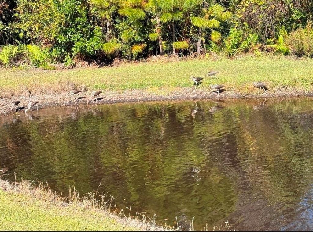 11040 Banyan Breeze Boulevard, Land O Lakes, FL 34638 Photo