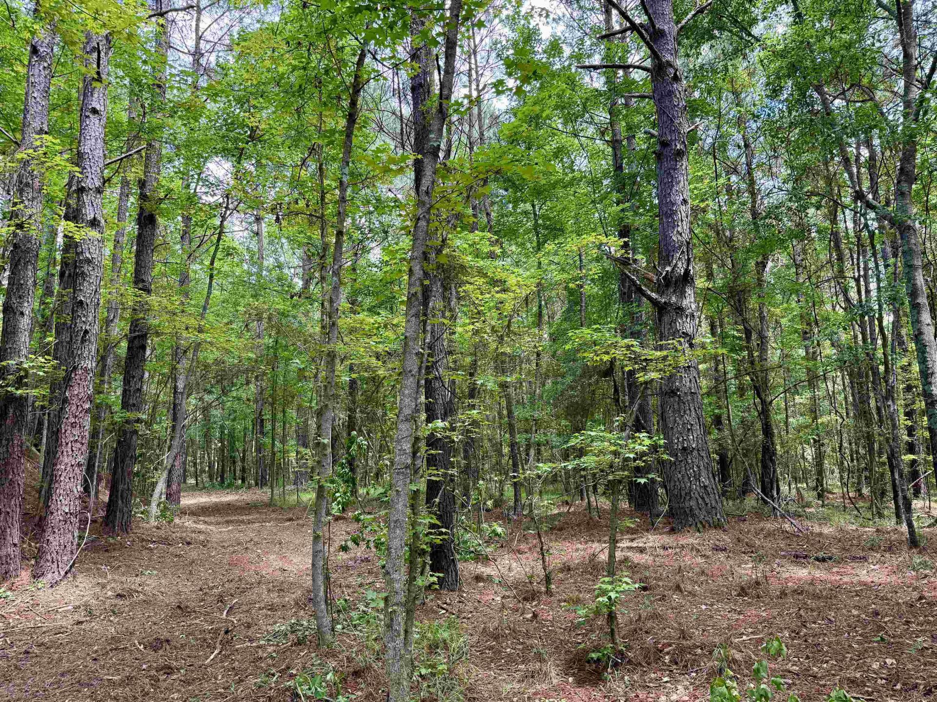 18 Acres - Tbd Driffin Ln  Photo 15