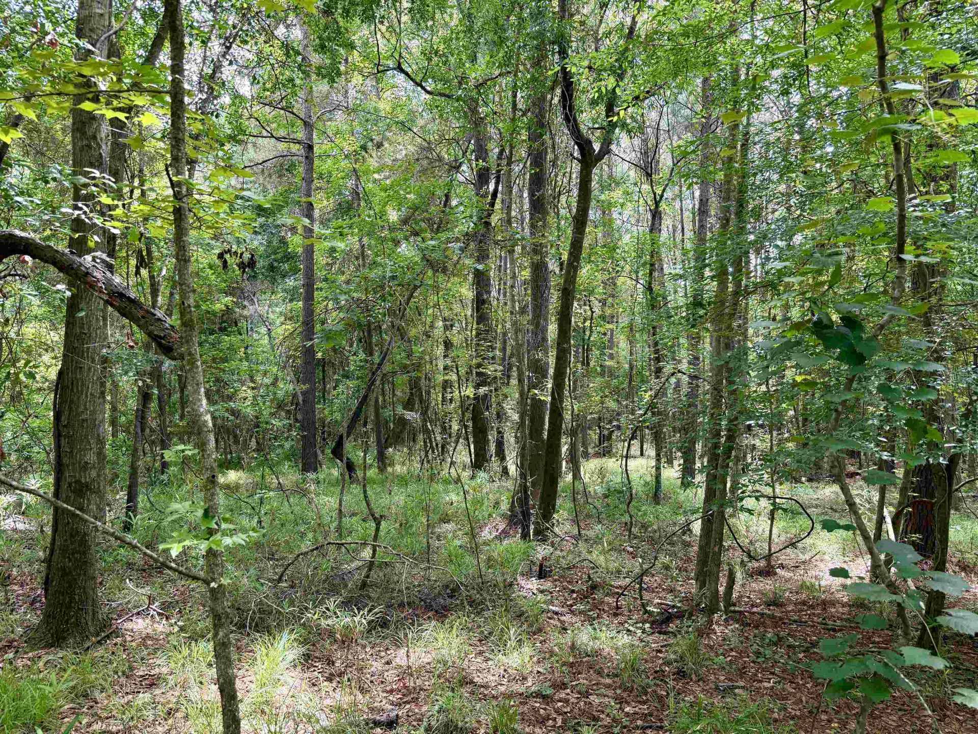 18 Acres - Tbd Driffin Ln  Photo 17