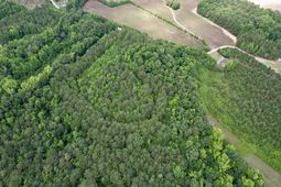 18 Acres - Tbd Driffin Ln  photo 4