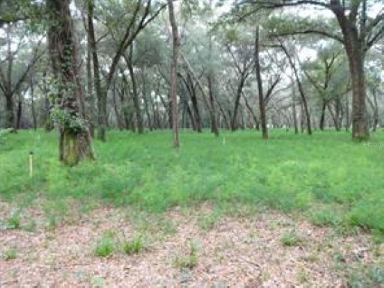 610 Burnsed Road , Pierson, FL 32180 Photo