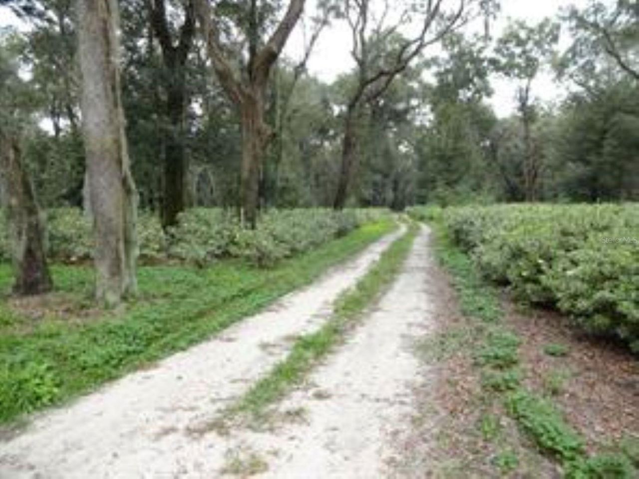 610 Burnsed Road , Pierson, FL 32180 Photo