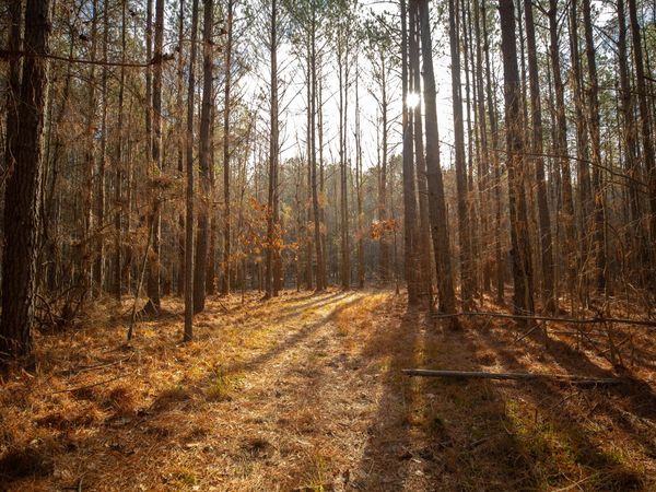 McClelland Dr, Sturgis, MS 39769