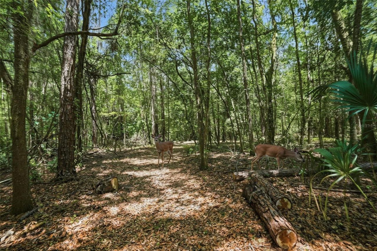 24050 Winding Creek Drive, Brooksville, FL 34601 Photo