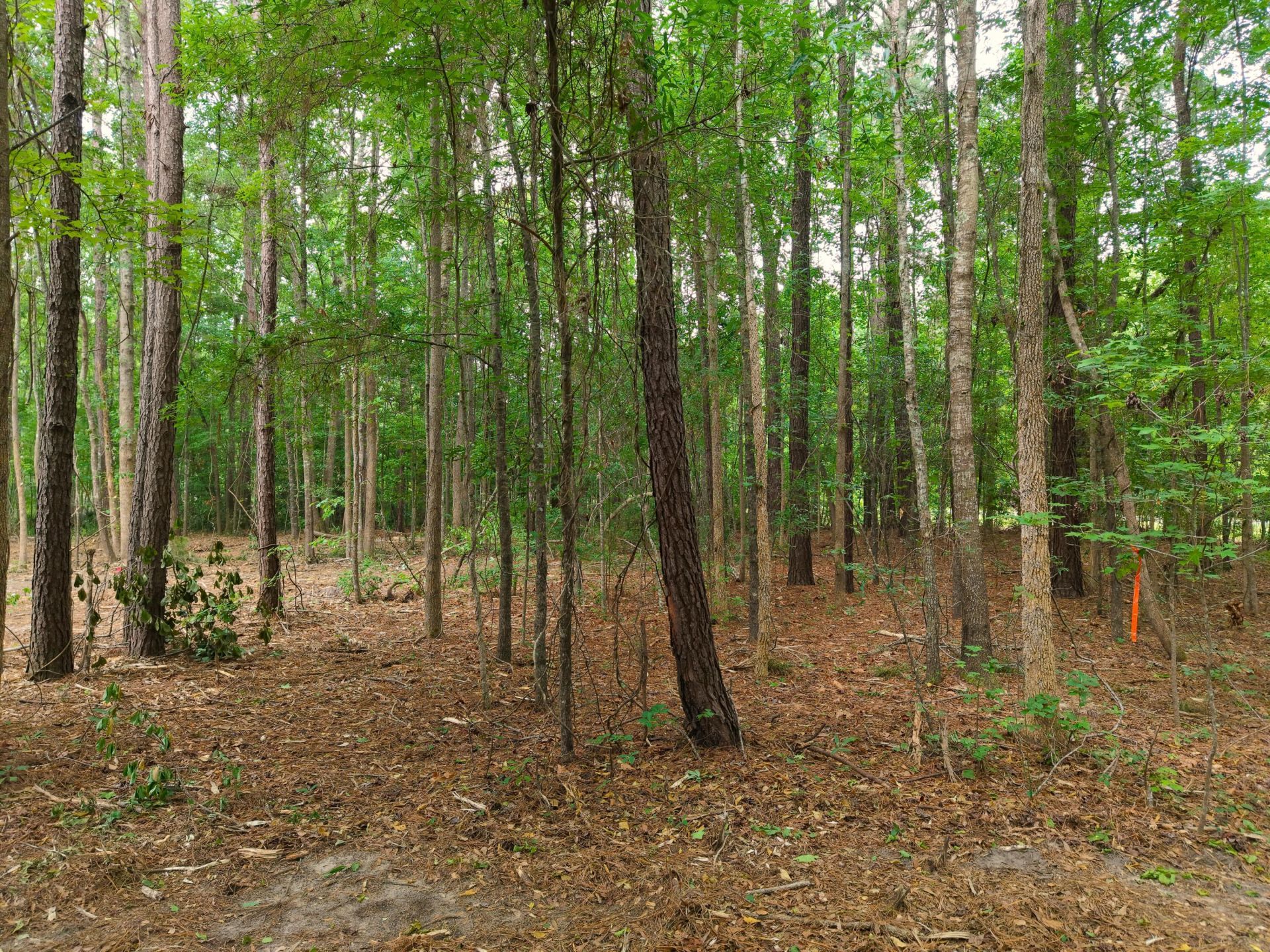 0000 Hickory Hill Road Photo 13