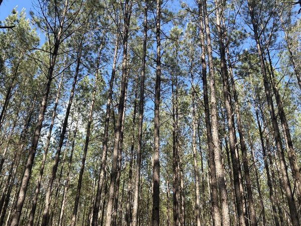 T Grimes Grimes Road , Laurel Hill, FL 32567