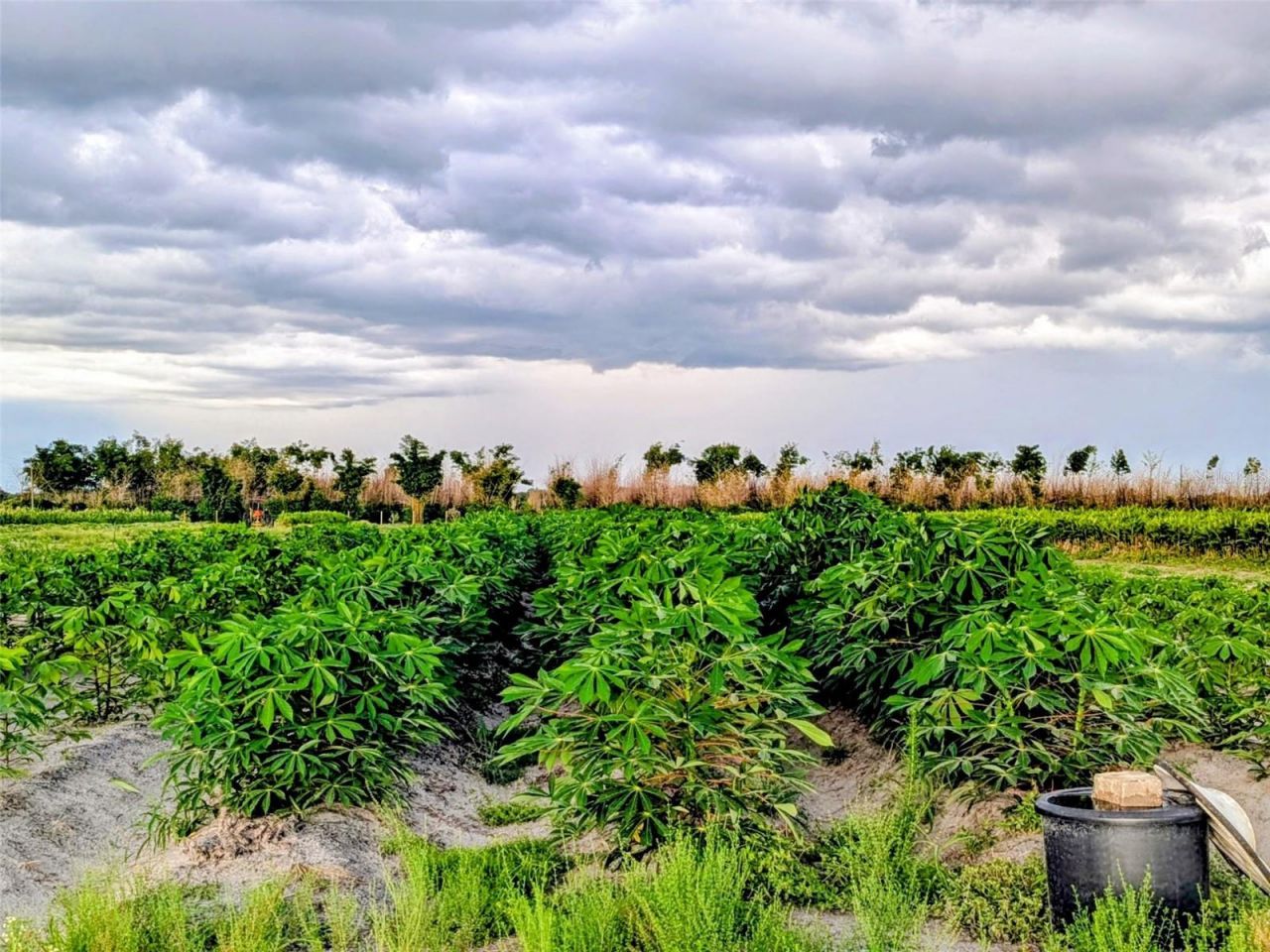 Tom Bryan Rd , Zolfo Springs, FL 33890 Photo