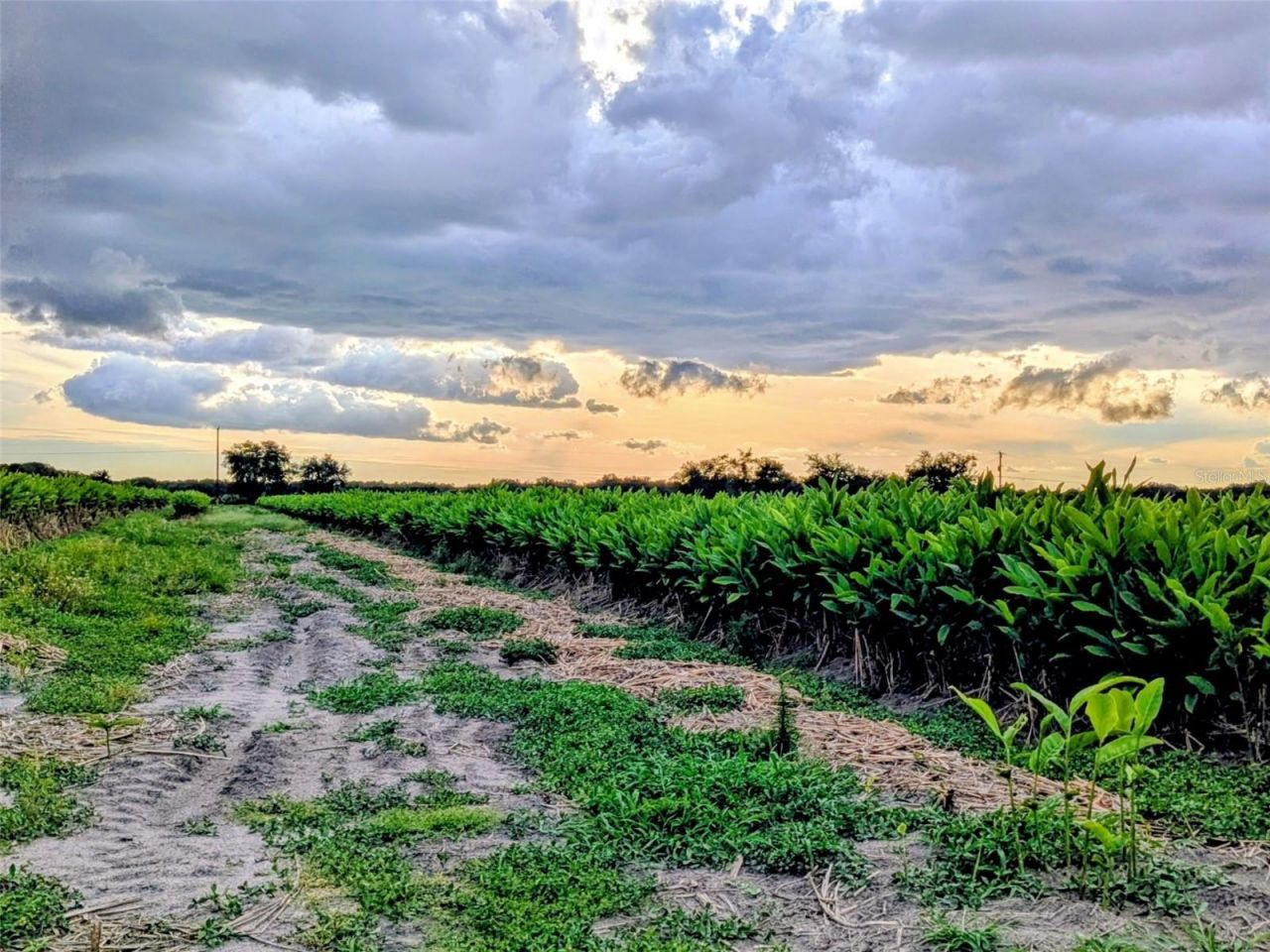 Tom Bryan Rd , Zolfo Springs, FL 33890 Photo