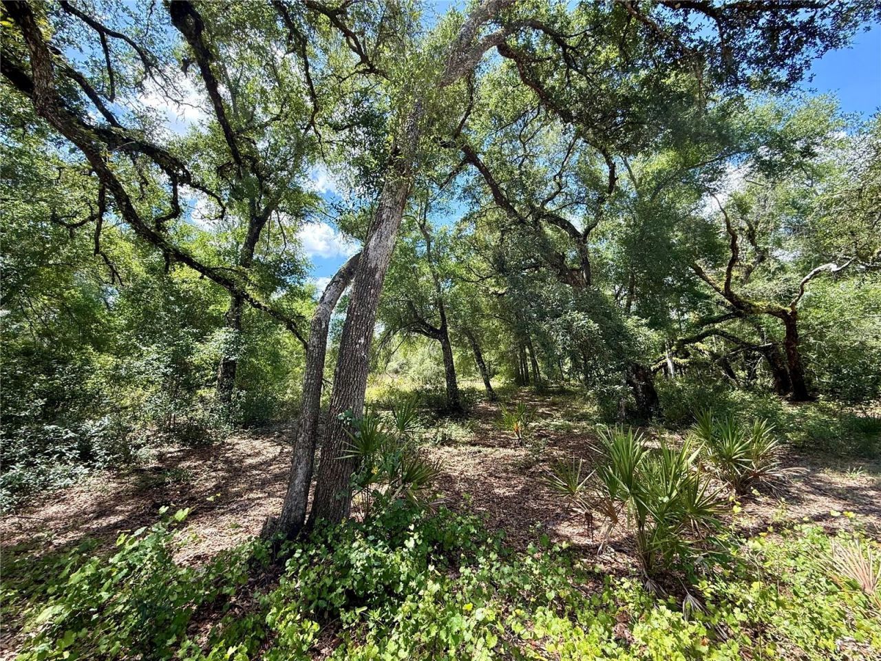 Long Circle , Webster, FL 33597 Photo
