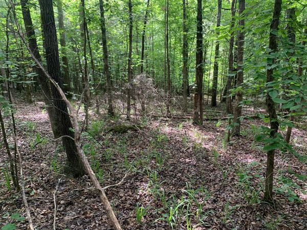 CAVE HOLLOW LN, Savannah, TN 38372
