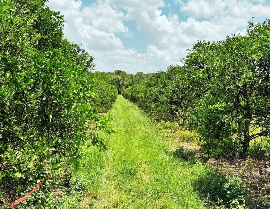 115 Heinley Road, Lake Placid, FL 33852 Photo