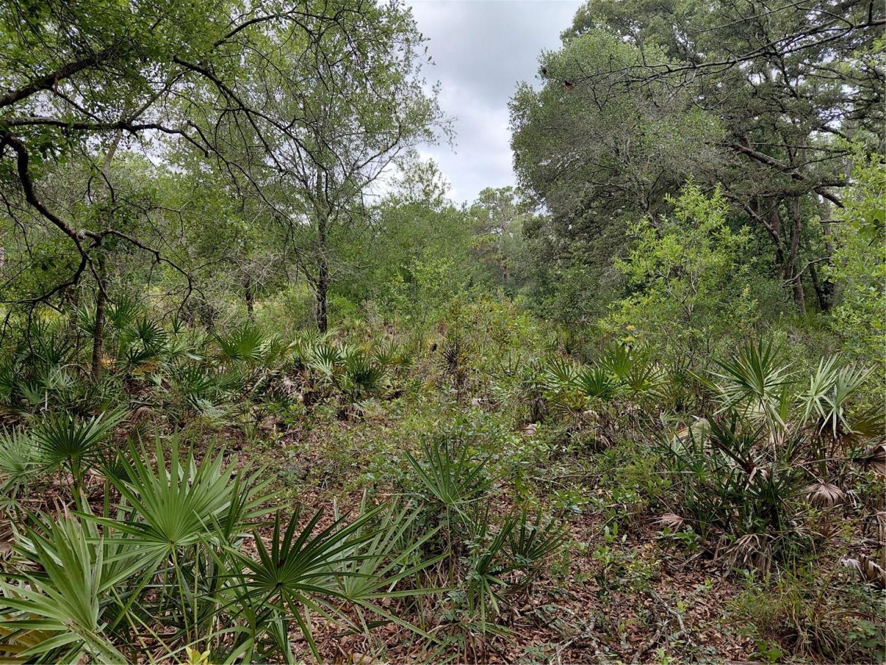 Peanut Drive, Webster, FL 33597 Photo