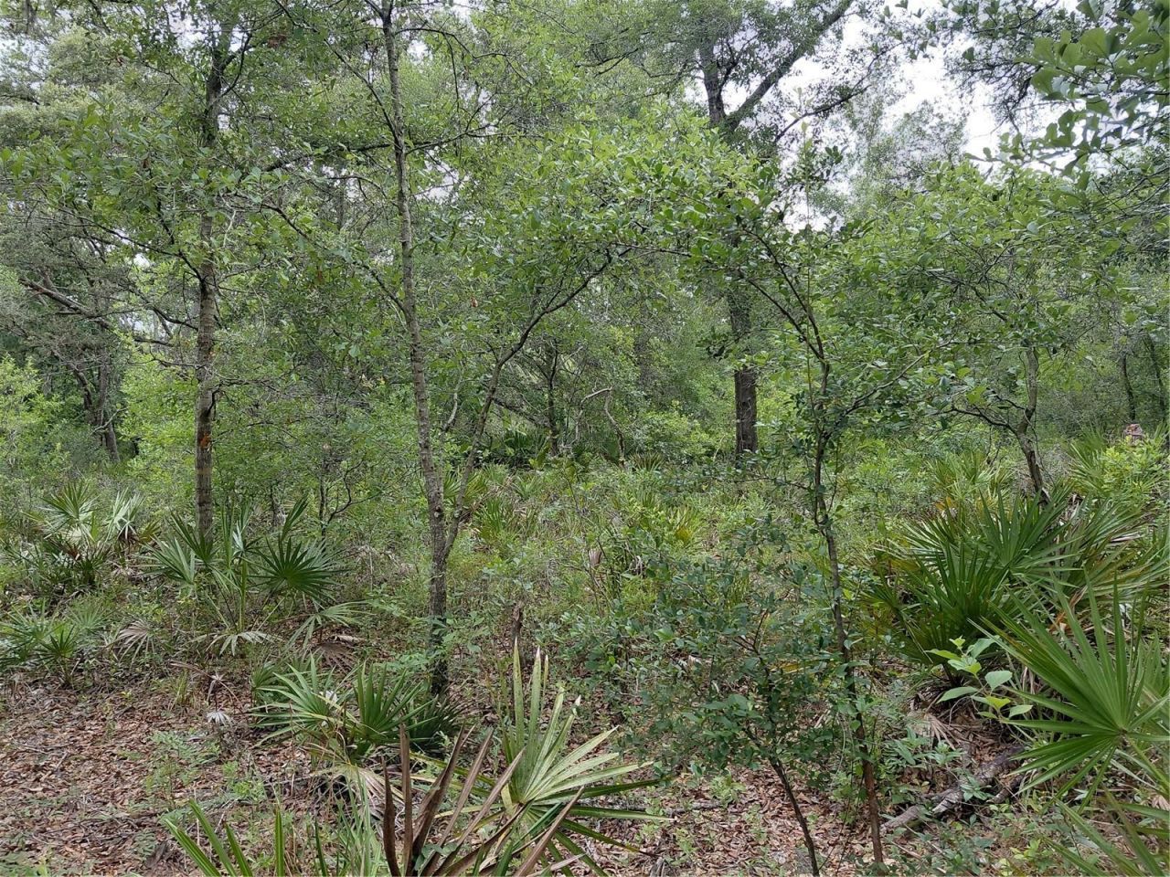 Peanut Drive, Webster, FL 33597 Photo