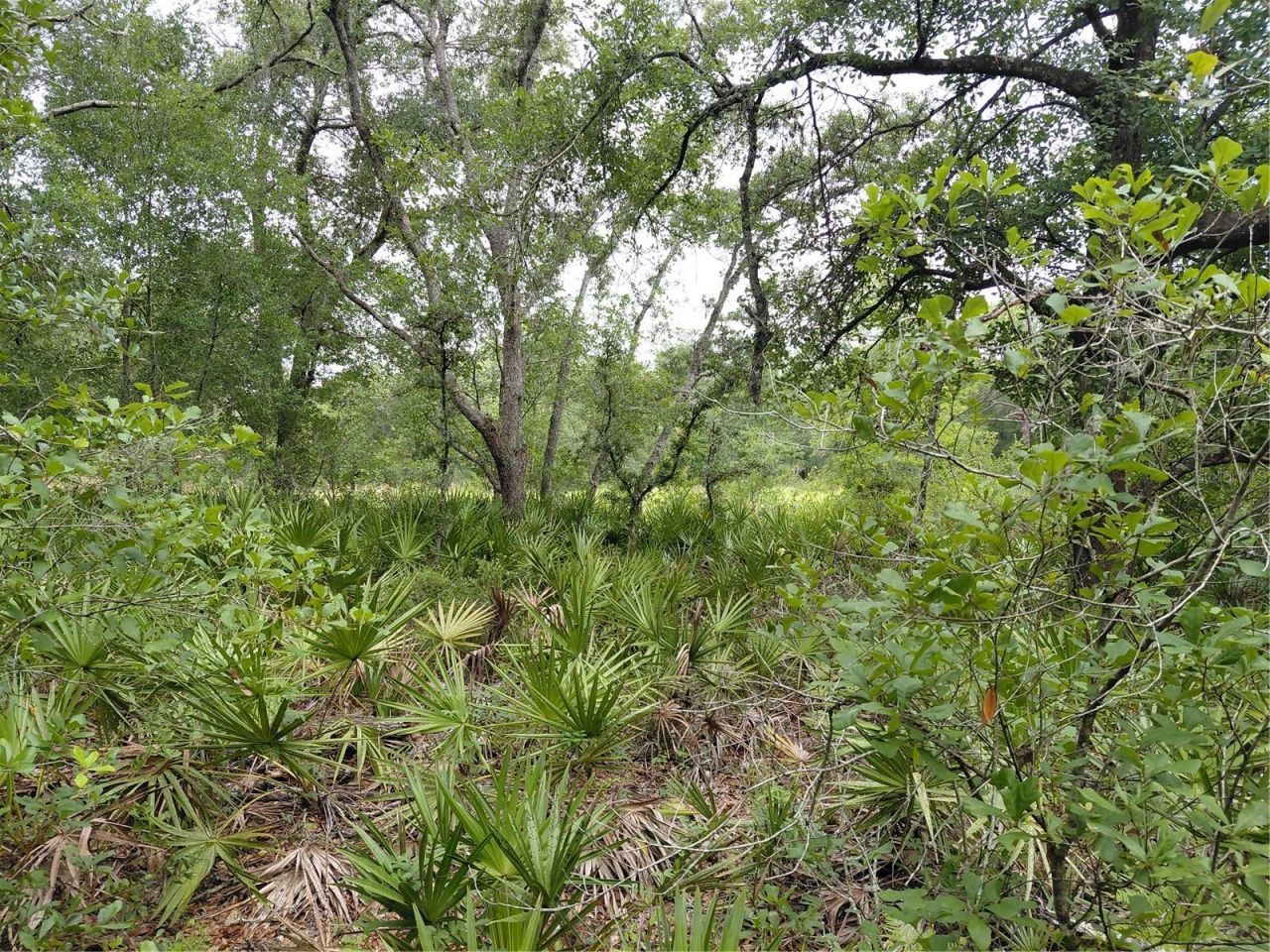 Peanut Drive, Webster, FL 33597 Photo