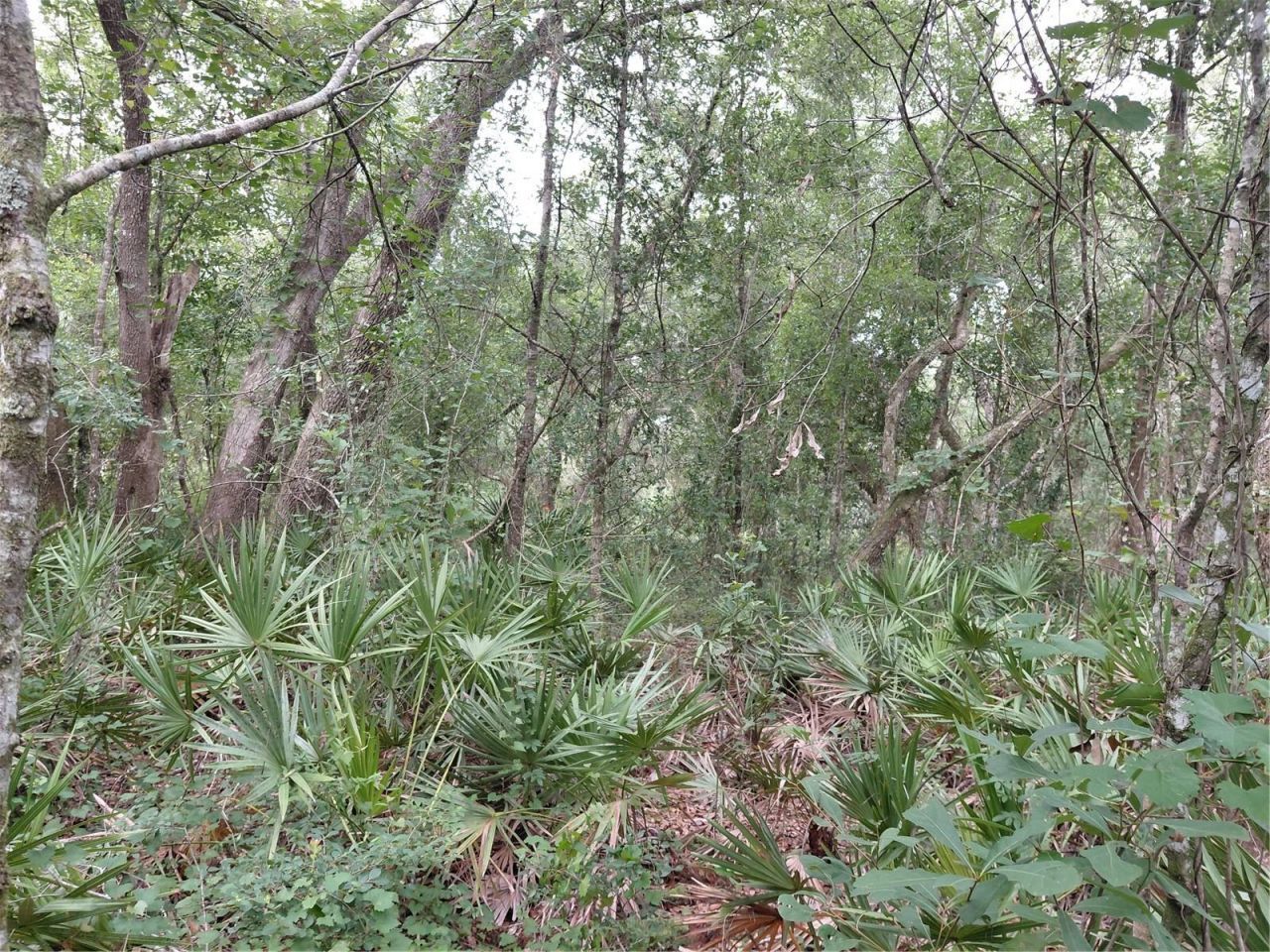 Peanut Drive, Webster, FL 33597 Photo