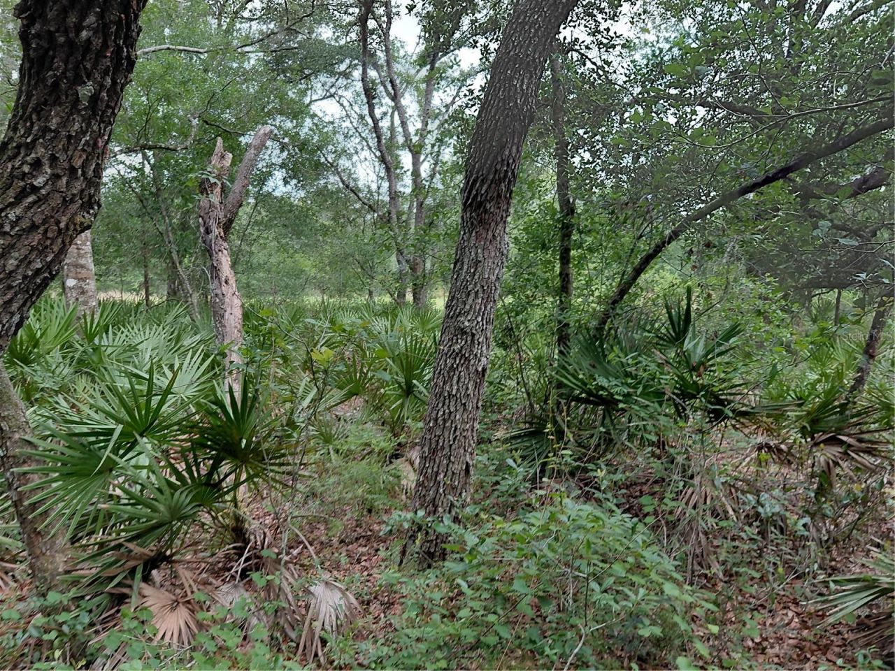 Peanut Drive, Webster, FL 33597 Photo
