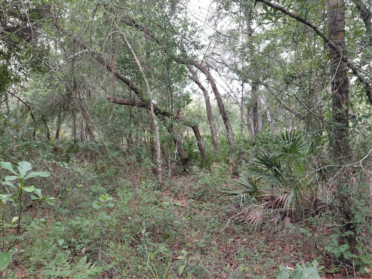 Peanut Drive, Webster, FL 33597 Photo