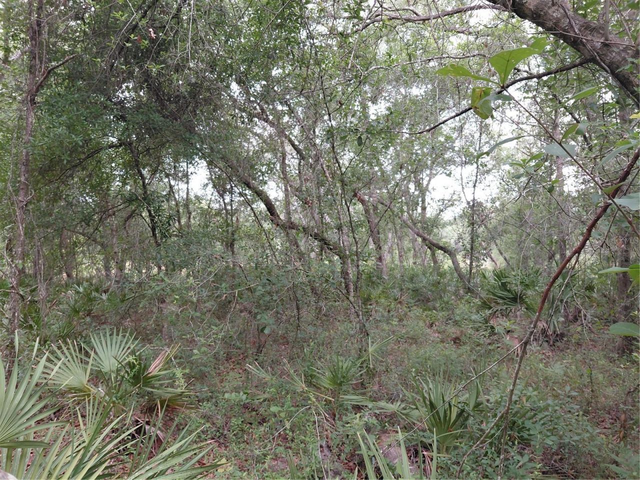 Peanut Drive, Webster, FL 33597 Photo