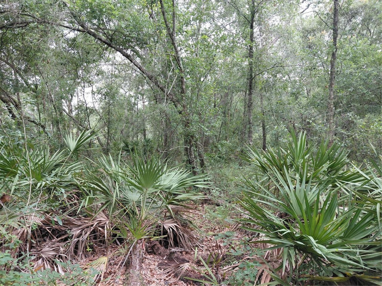 Peanut Drive, Webster, FL 33597 Photo