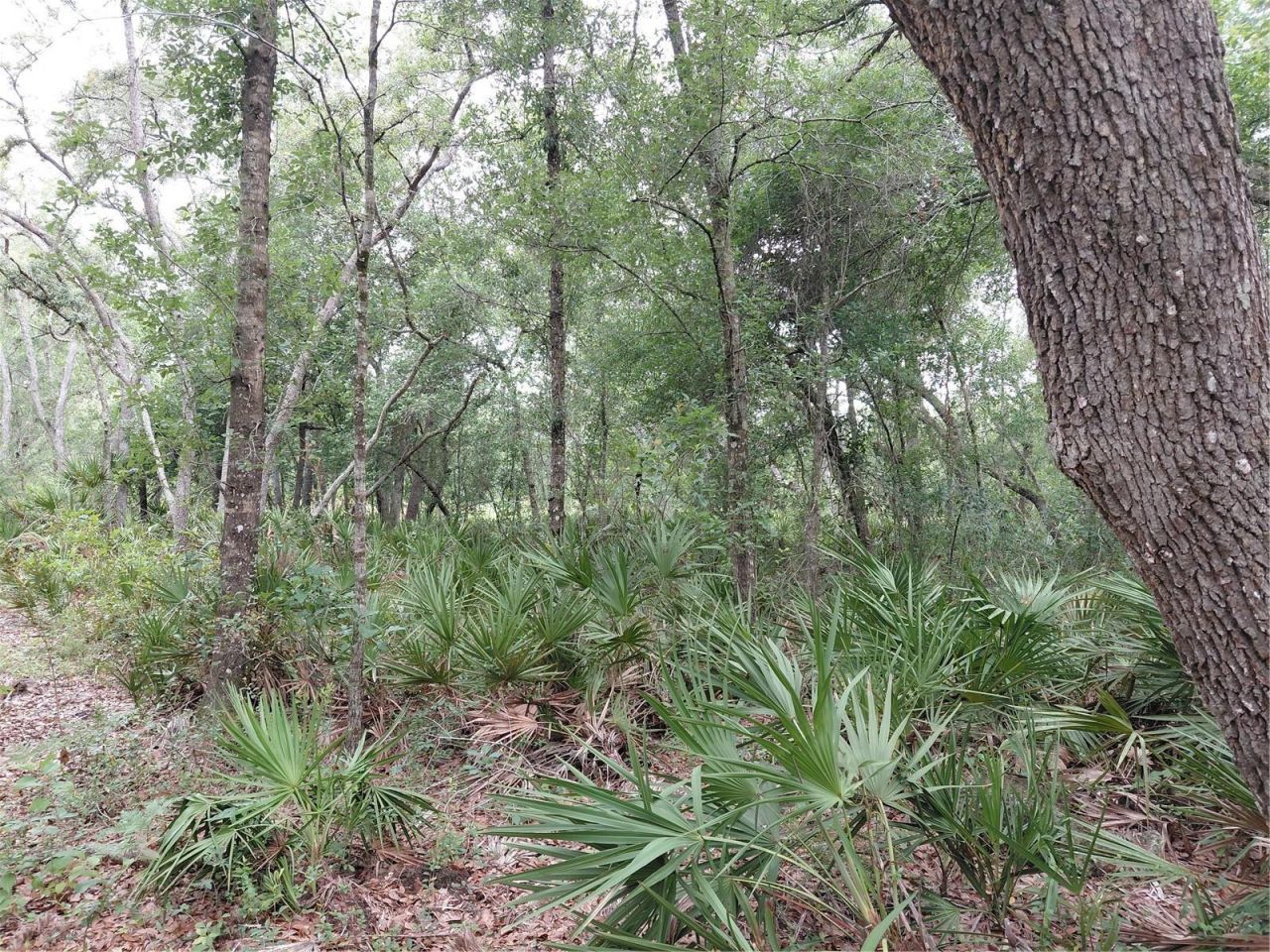 Peanut Drive, Webster, FL 33597 Photo