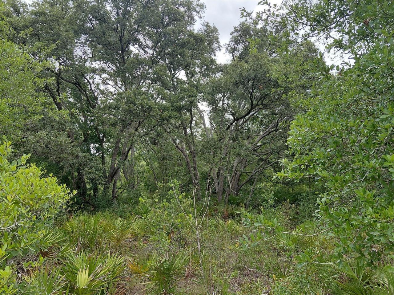Peanut Drive, Webster, FL 33597 Photo
