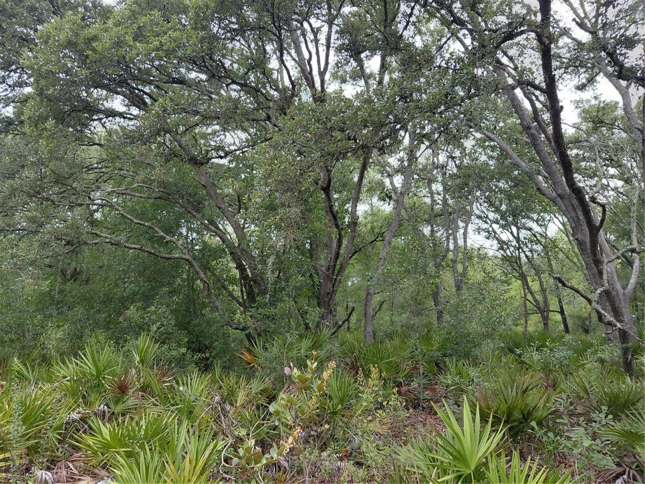 Peanut Drive, Webster, FL 33597 Photo