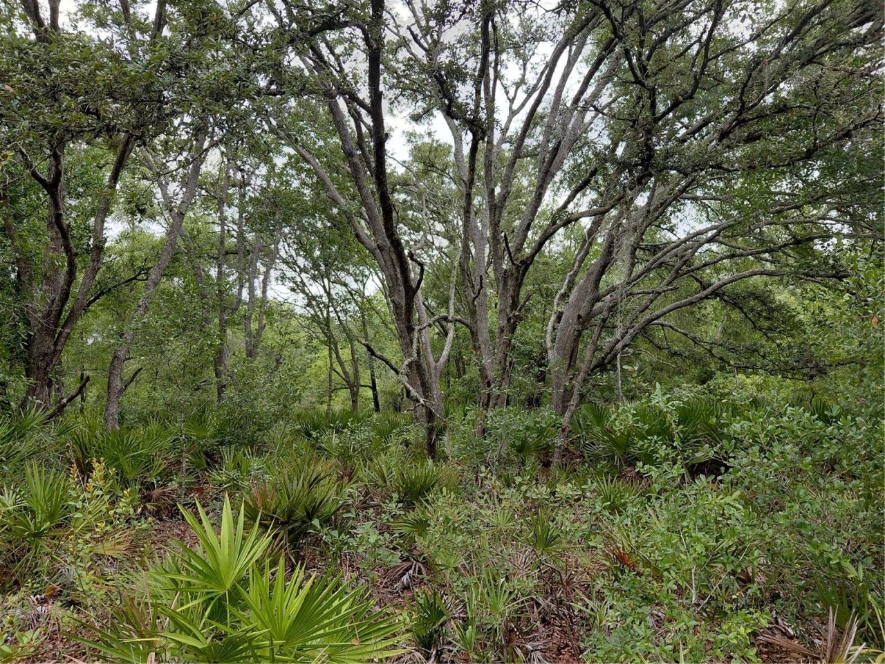 Peanut Drive, Webster, FL 33597 Photo