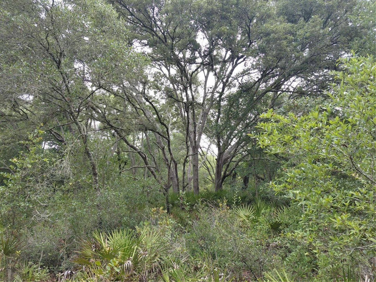 Peanut Drive, Webster, FL 33597 Photo