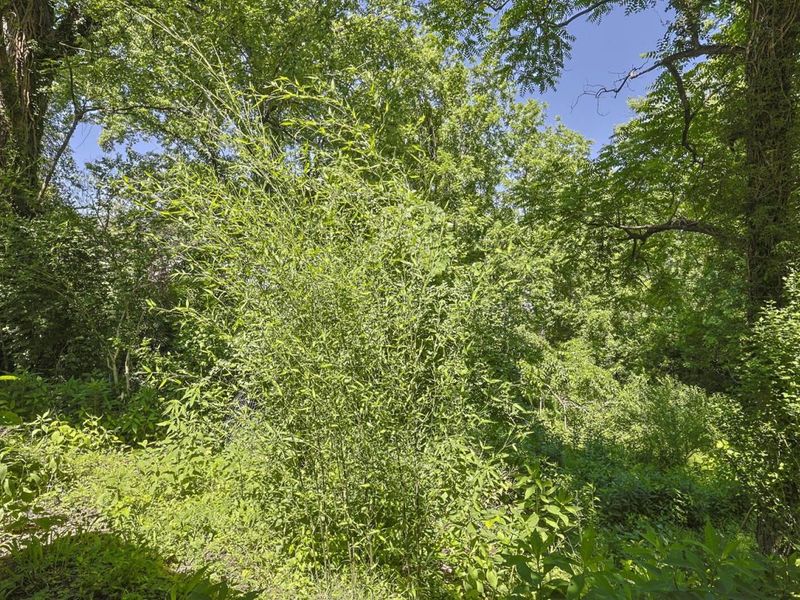 201 Cleveland Avenue, Bellevue, KY 41073 Photo 37