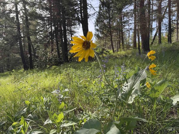 NKA Winchester, Waha, ID 83555