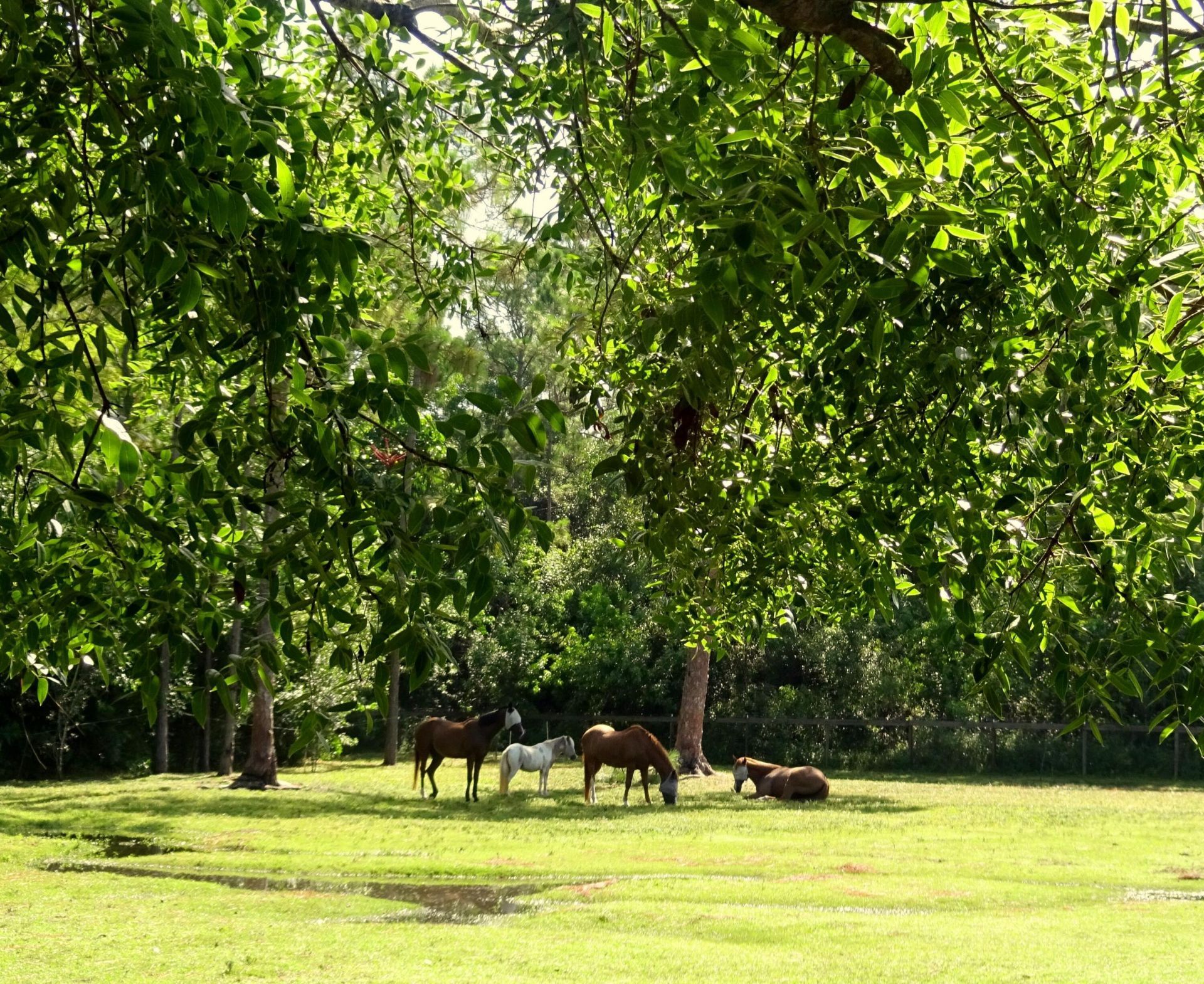 15531 42nd Road N, Loxahatchee Groves, FL 33470 Photo