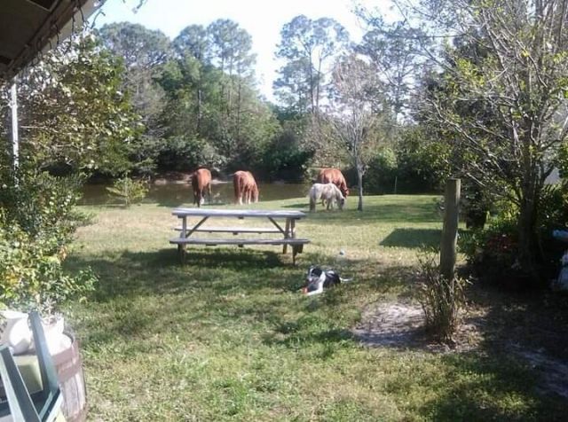 15531 42nd Road N, Loxahatchee Groves, FL 33470 Photo