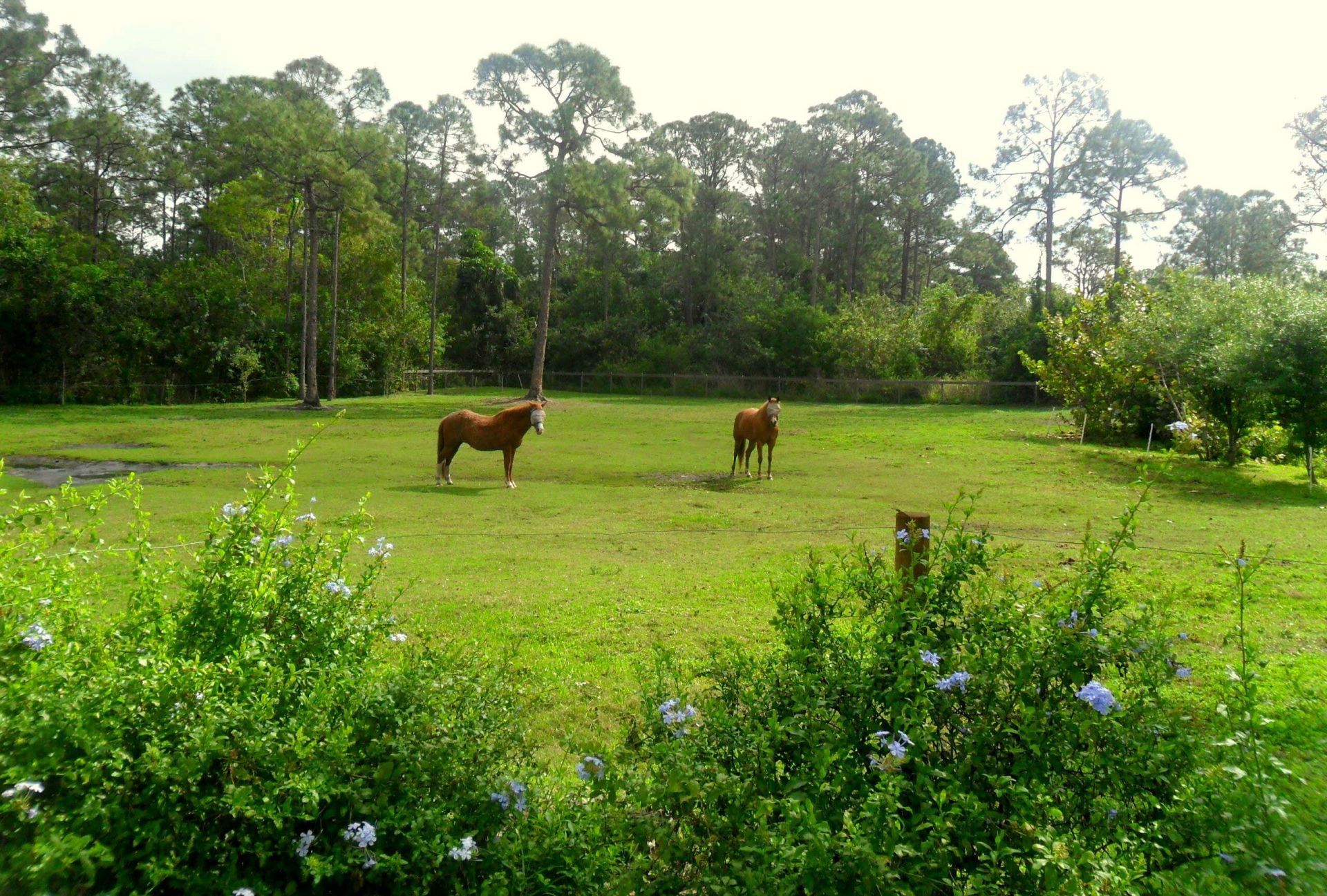 15531 42nd Road N, Loxahatchee Groves, FL 33470 Photo