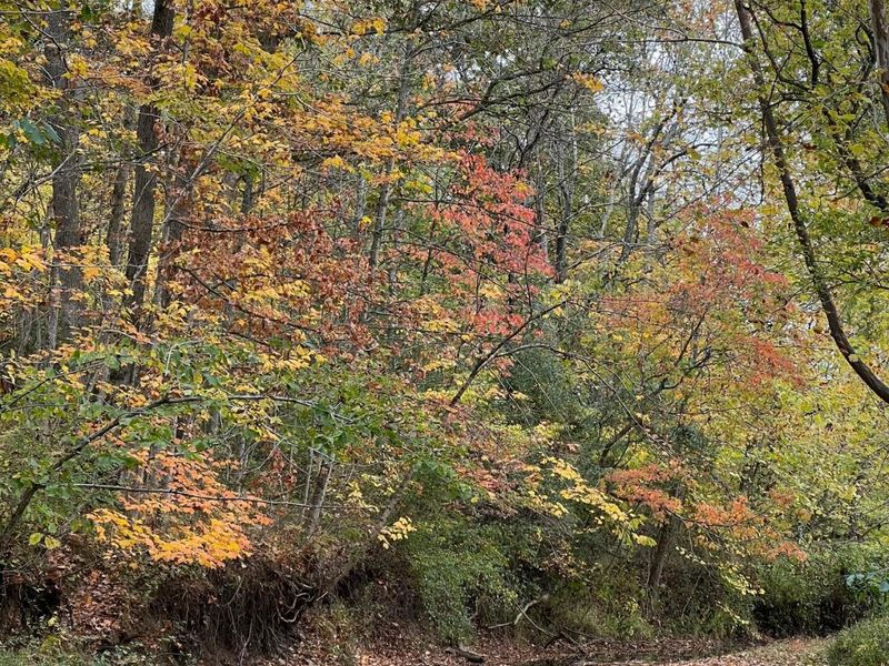 7455 Old Grade Road, Chesterhill, OH 43728 Photo 18