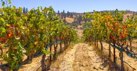 Veauta Road, Plymouth, CA 95669 Photo