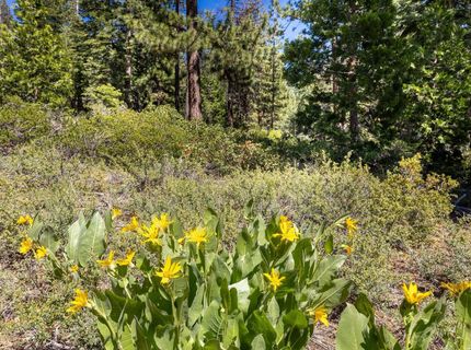 3100 North Lake Boulevard, Tahoe City, CA 96145 Photo