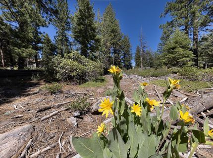 3100 North Lake Boulevard, Tahoe City, CA 96145 Photo