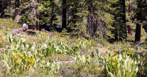 3100 North Lake Boulevard, Tahoe City, CA 96145 Photo